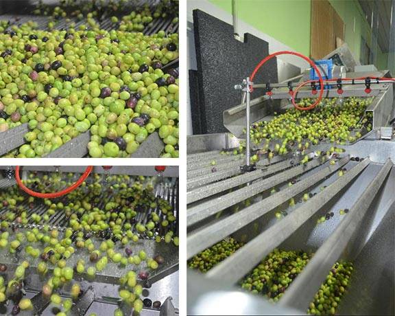 Defogliazione e lavatura delle olive