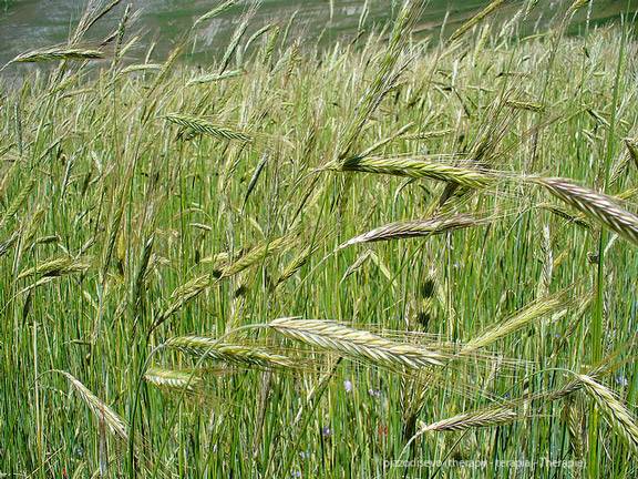 Agricoltura biologica