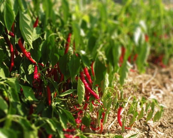 Coltivazione del peperoncino