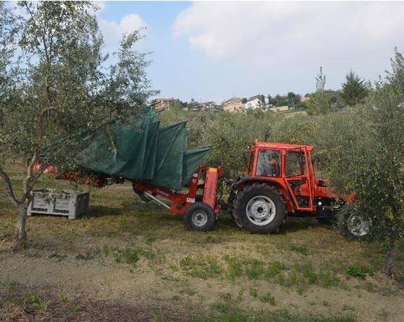 Raccolta delle olive Sapori della Majella 2012