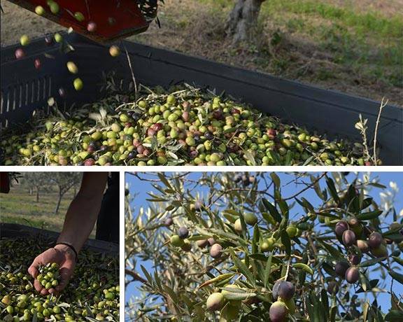 Raccolta delle olive 2012